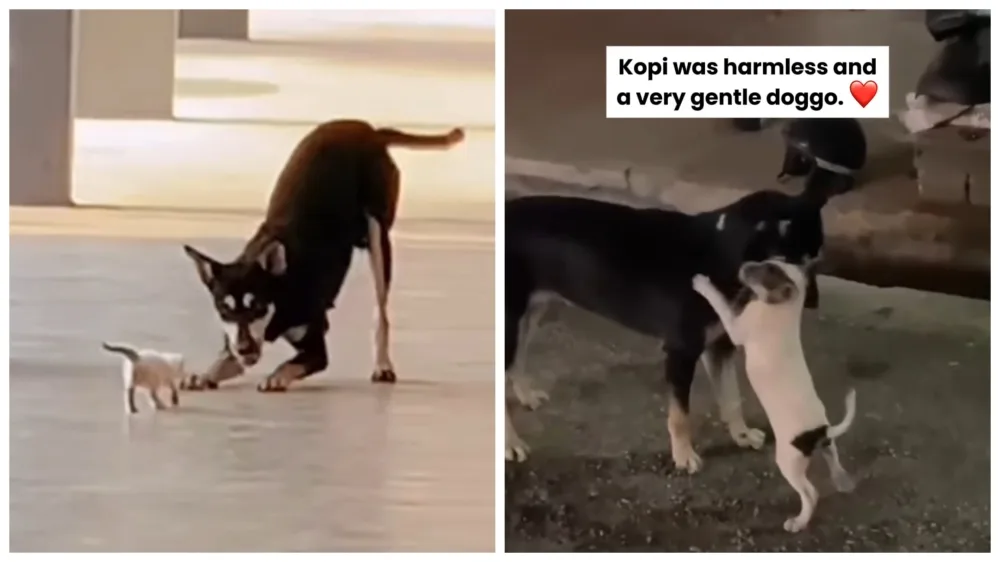 There are 2 photos in one photo. The photo on the left is a dog kopi playing with a dog. The dog on the right is also the kopi playing with another dog.