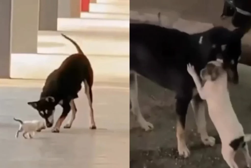 2 photos side by side. Both are regarding a dog named kopi playing with a kitten.