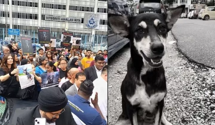 There are 2 photos in one photo. The one on the left is a bunch of people being in solidary for a dog name kopi with their lawyer Rajesh Nagarajan and Sachpreet. The photo on the right is a photo of dog name kopi.