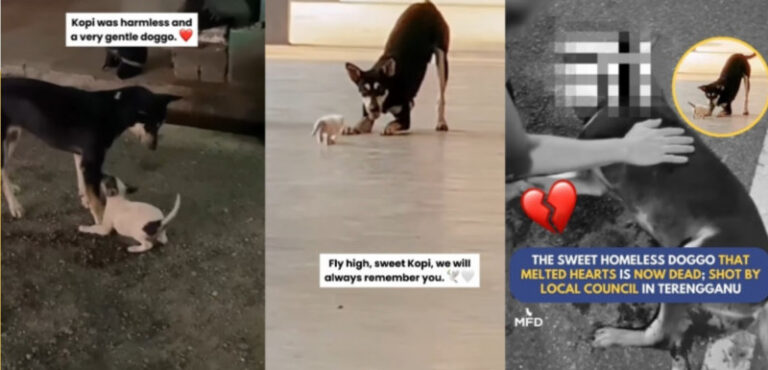 3 different photos in one photo side by side. First 2 is about a dog planning with a dog and the last dog died.