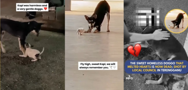 3 different photos in one photo side by side. First 2 is about a dog planning with a dog and the last dog died.