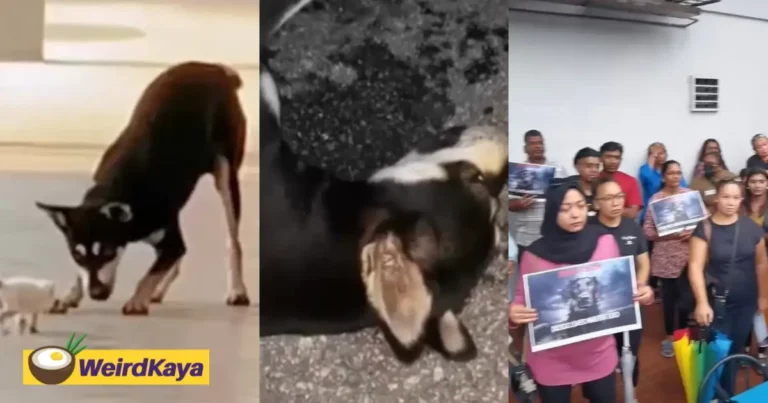 This is a photo with 3 photos in it. First photo is a dog named kopi playing with a dog. Second photo dog is dead. Third photo is a bunch of people in solidarity with the dead dog kopi.