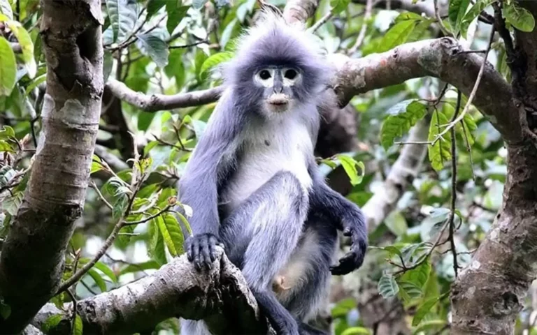A photo of a dusky leaf monkey